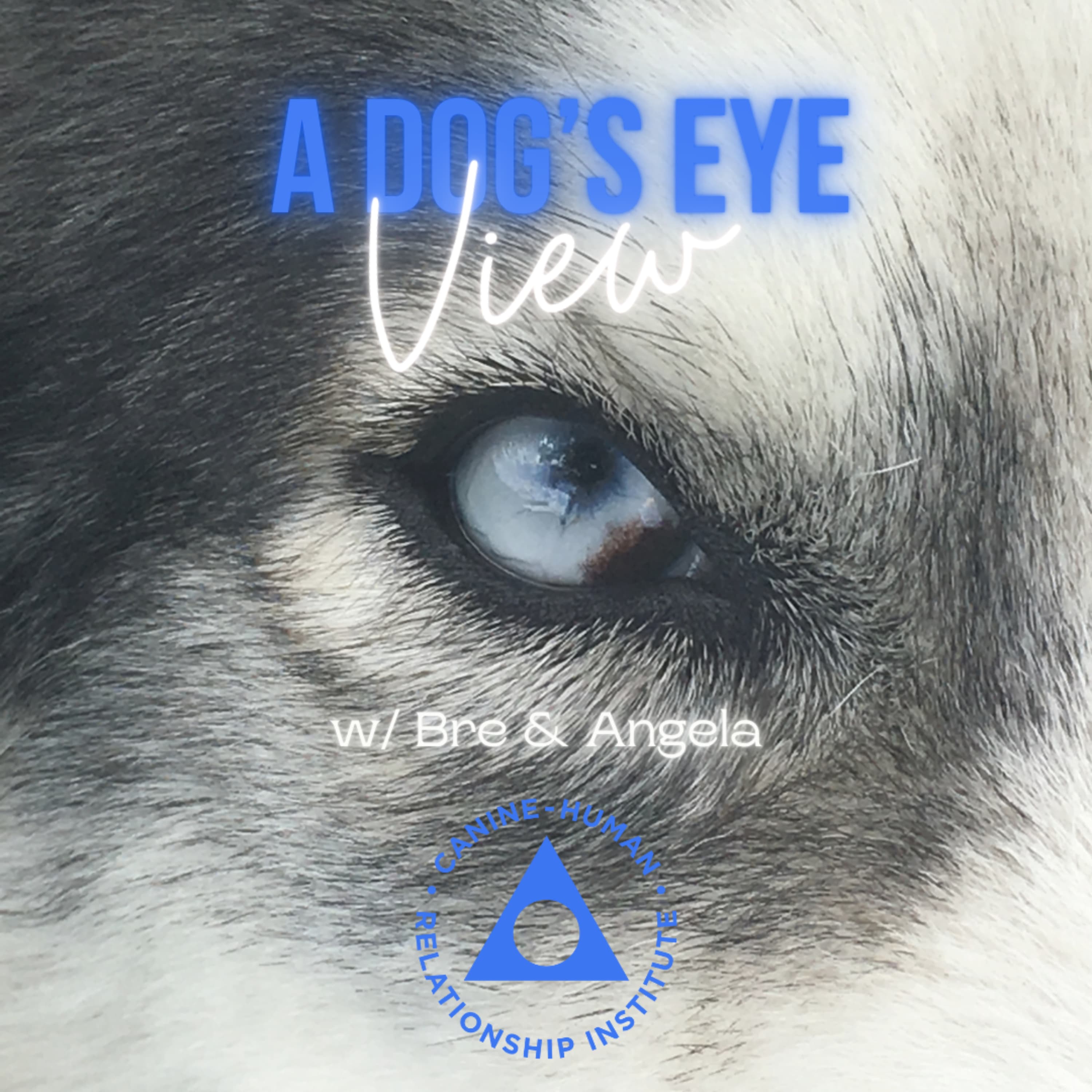 Artwork for A Dog's Eye View
