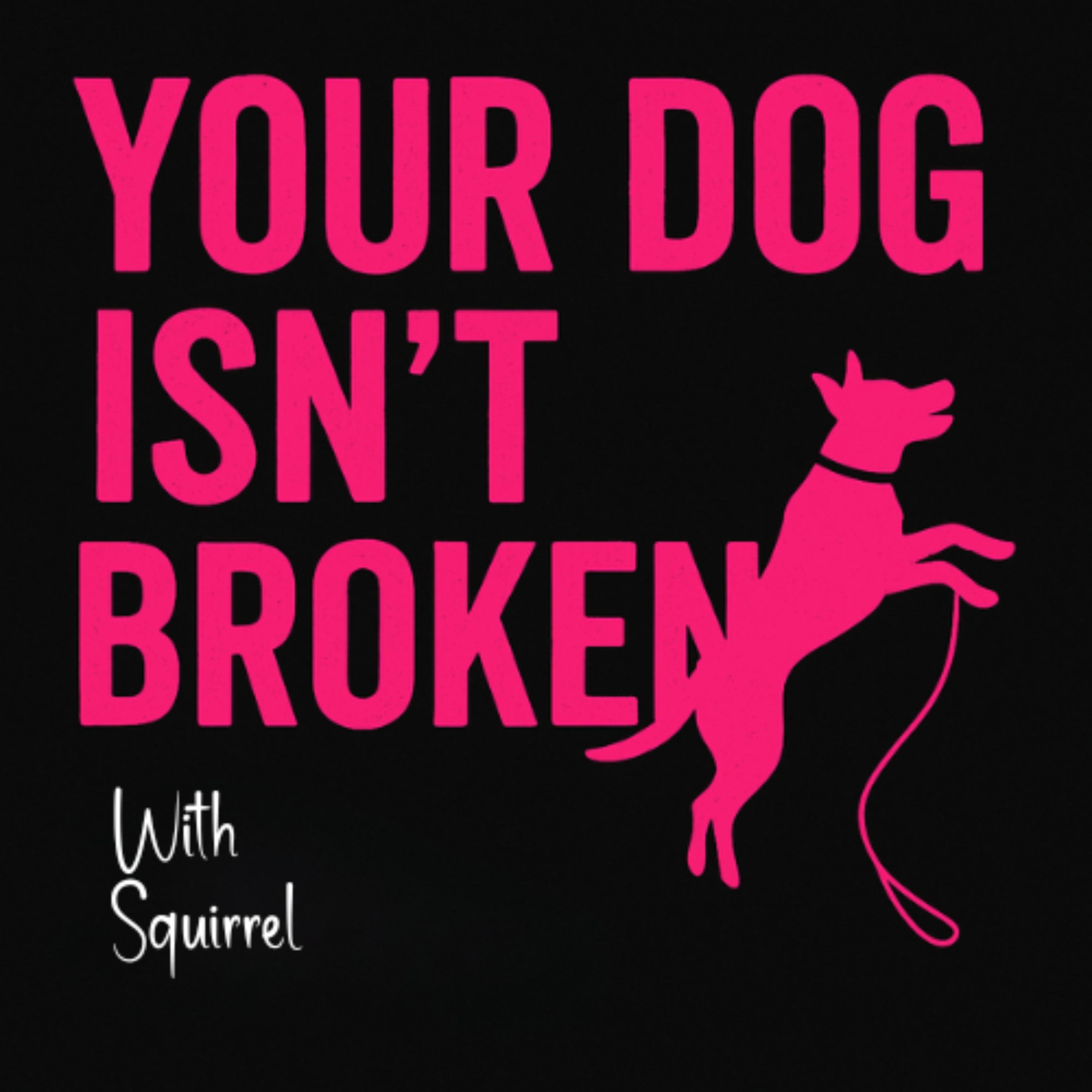 Artwork for Your Dog Isn't Broken