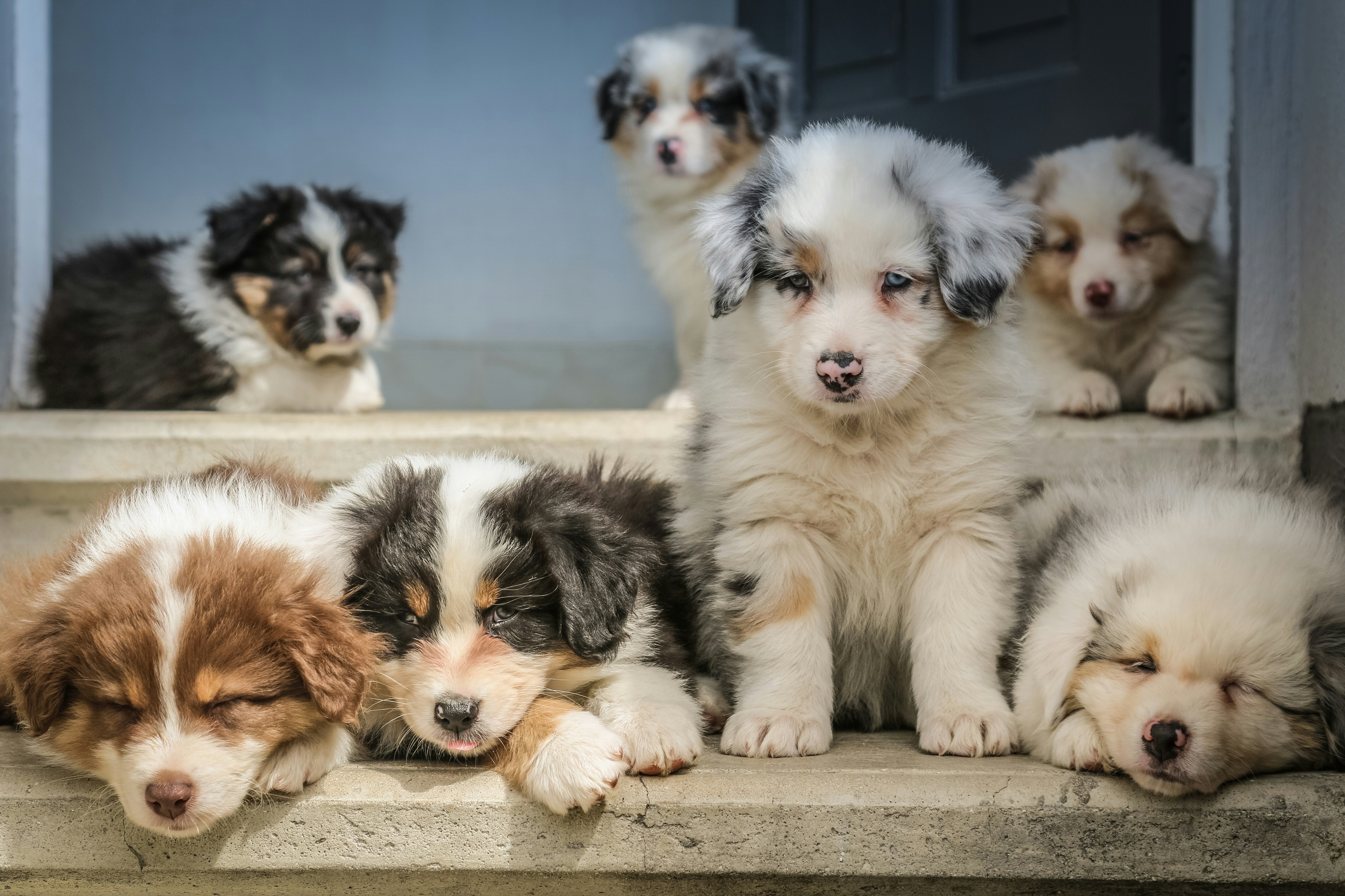 Two puppies sitting together in warm natural light, looking up attentively
